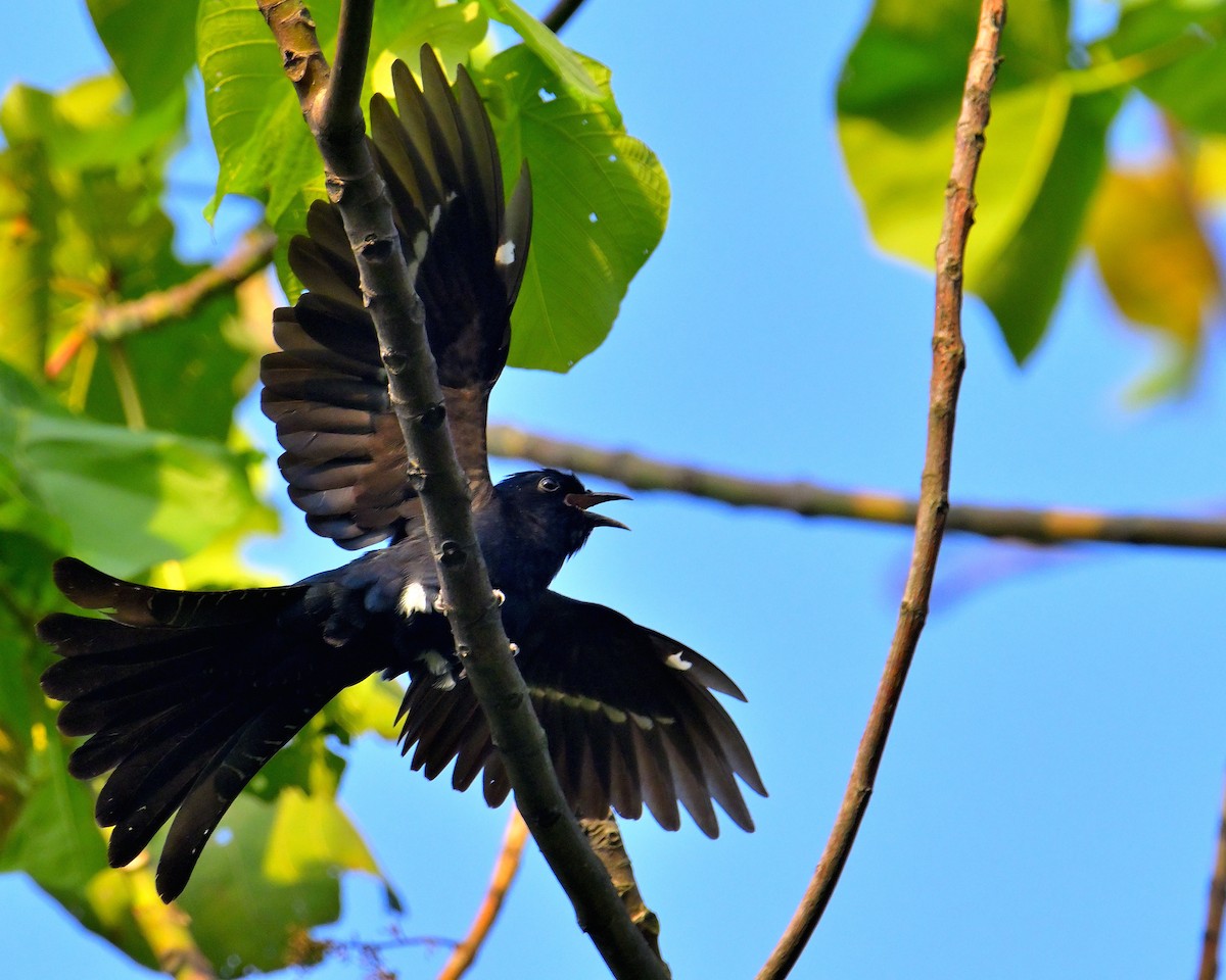 Square-tailed Drongo-Cuckoo - ML618606743