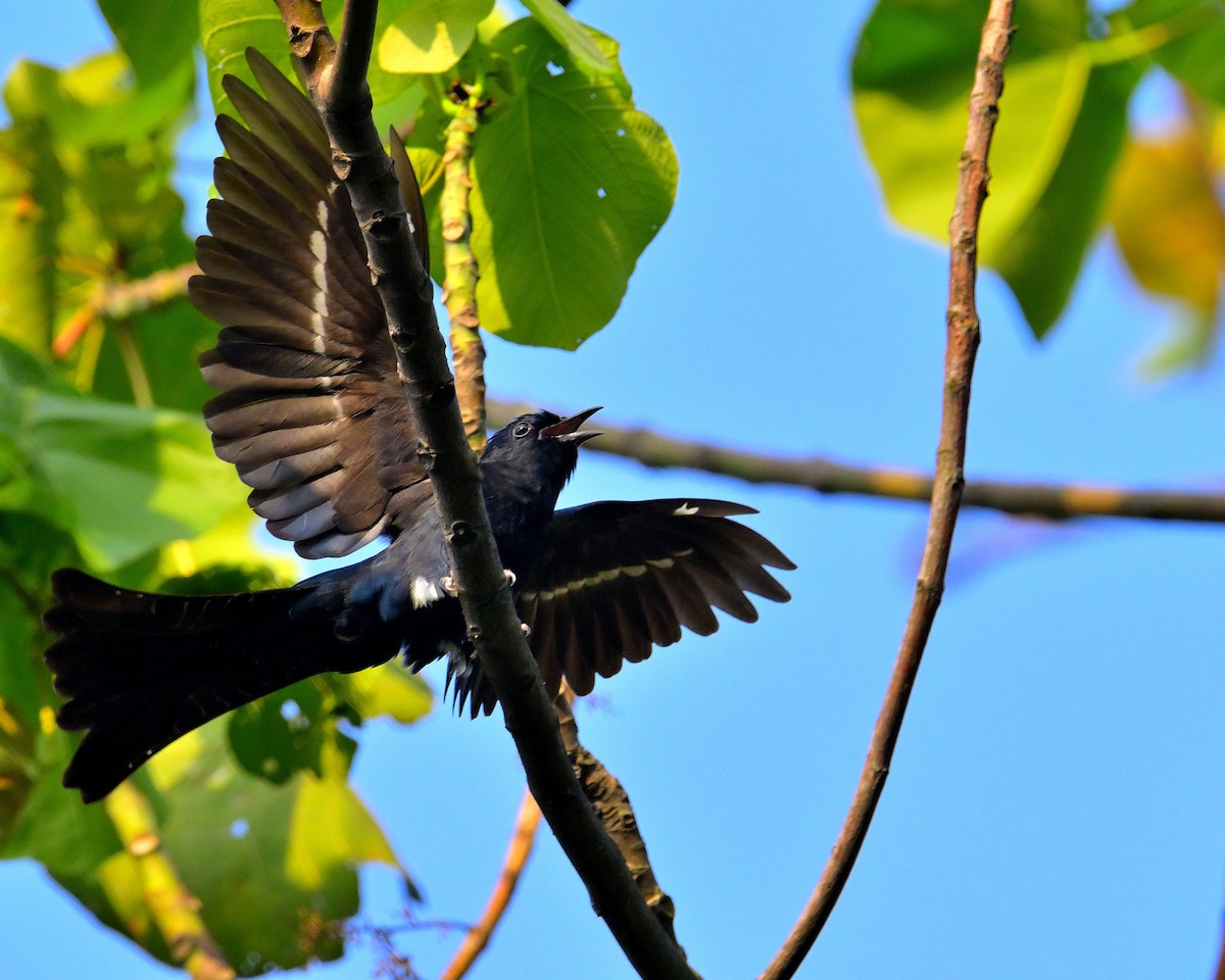 Square-tailed Drongo-Cuckoo - ML618606744