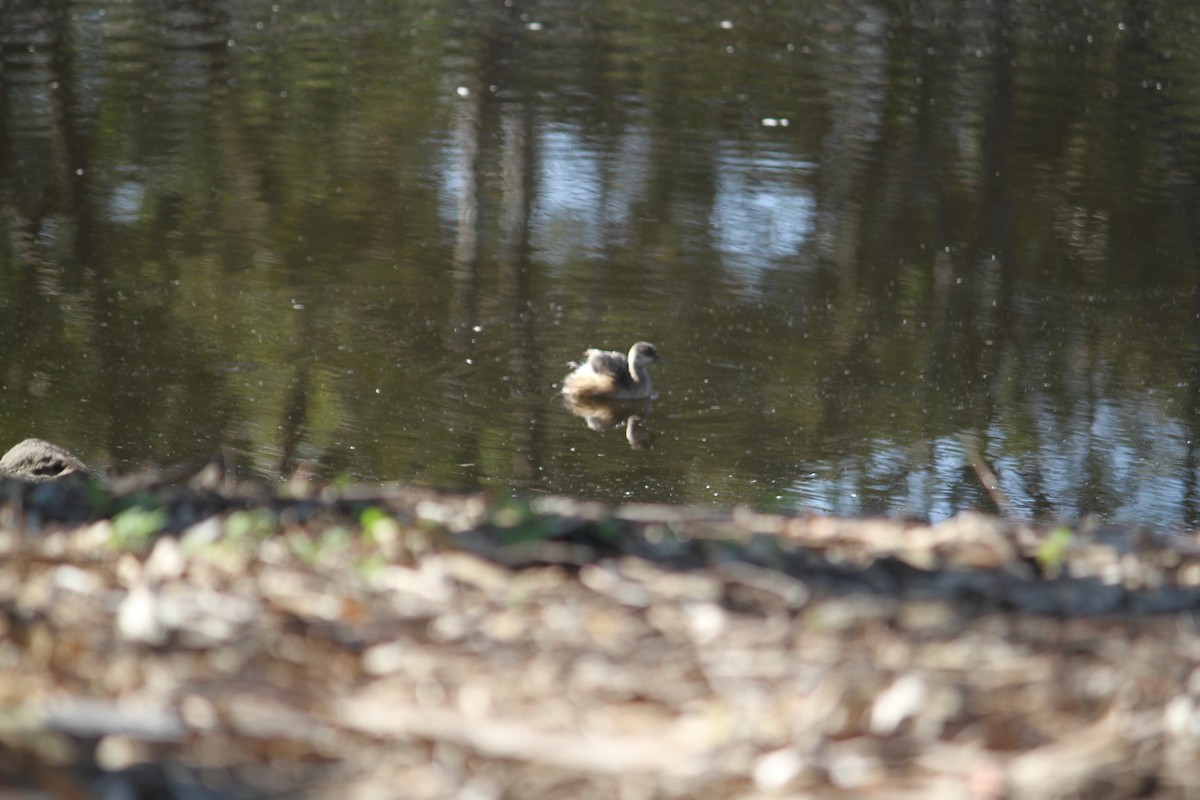 Hoary-headed Grebe - ML618606758