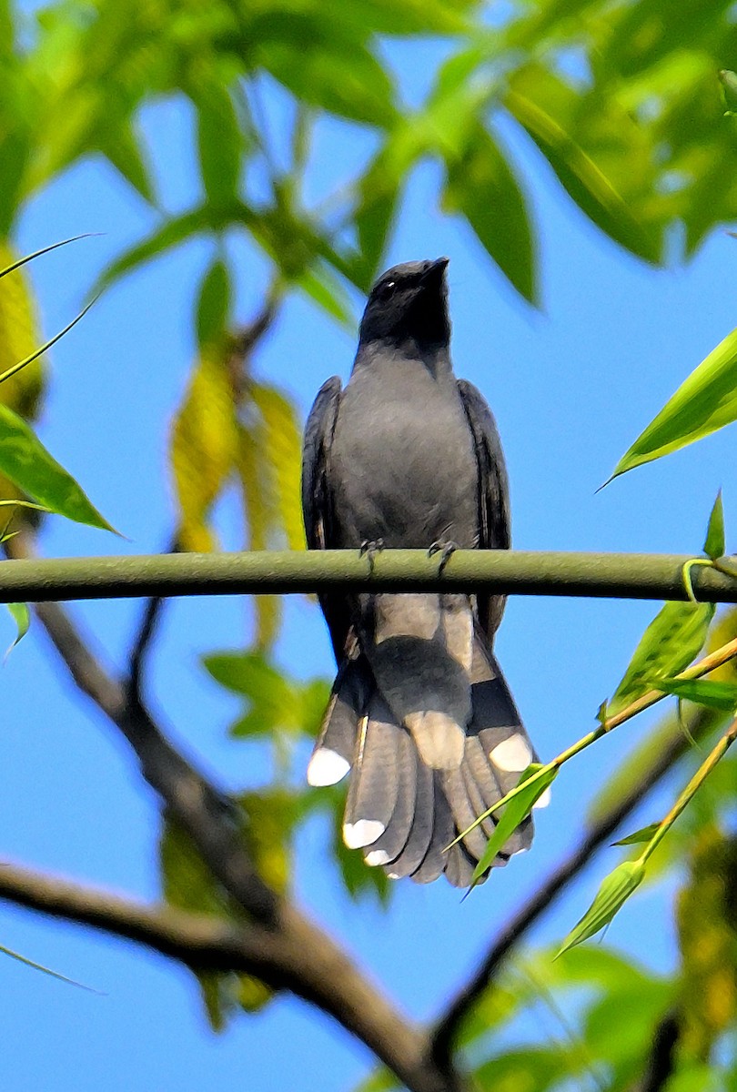 Black-winged Cuckooshrike - ML618606785