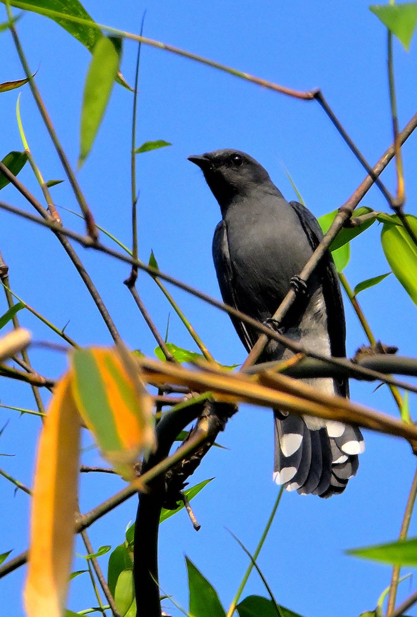 Black-winged Cuckooshrike - Rajesh Gopalan