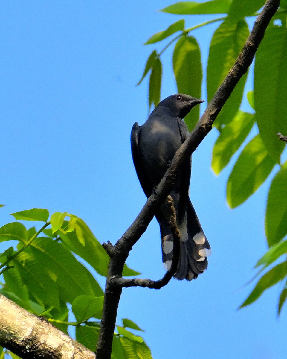 Black-winged Cuckooshrike - Rajesh Gopalan