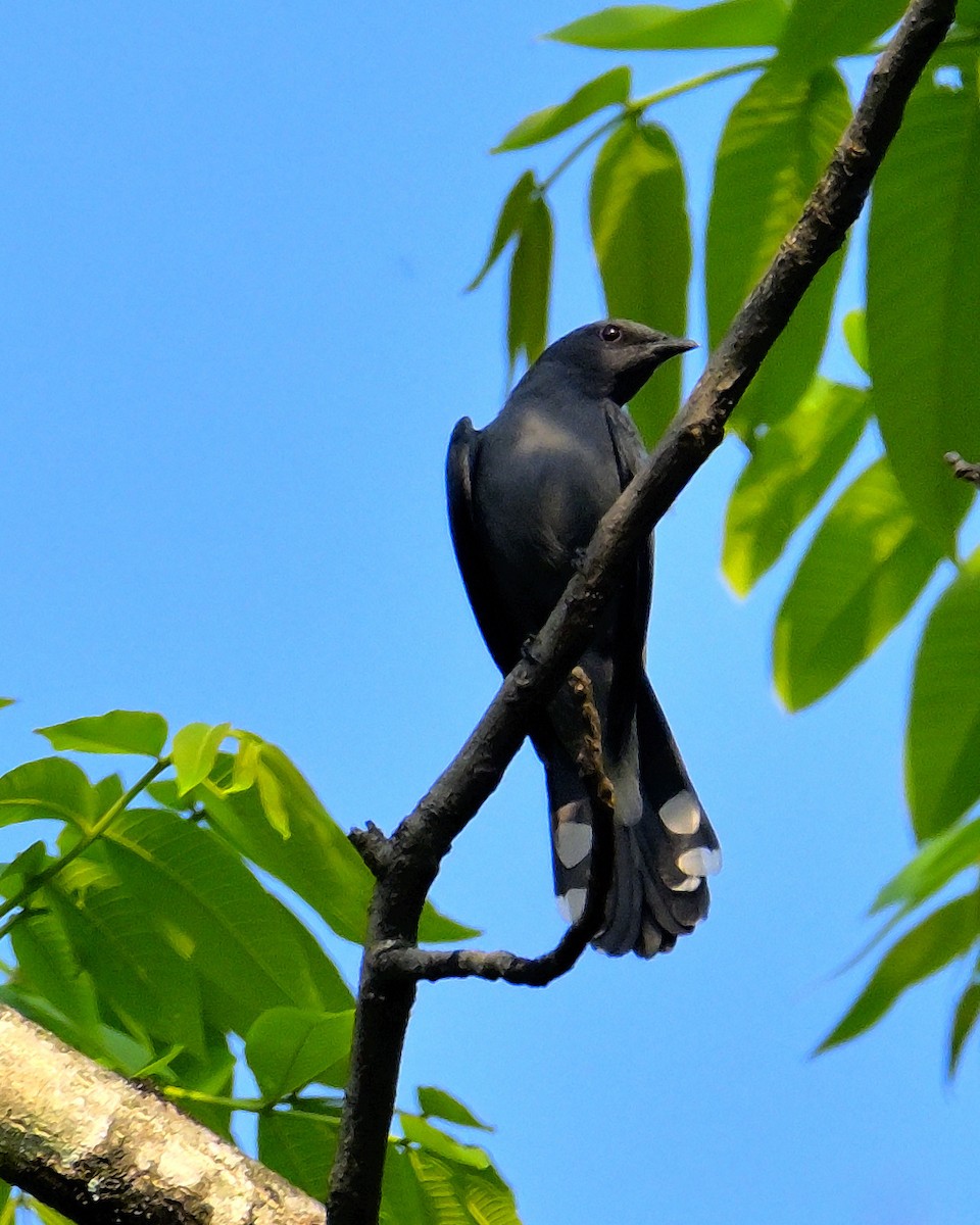 Black-winged Cuckooshrike - ML618606790