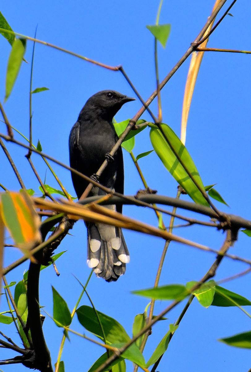 Black-winged Cuckooshrike - ML618606791