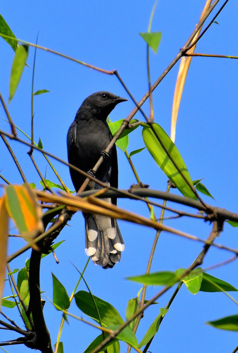 Black-winged Cuckooshrike - ML618606792