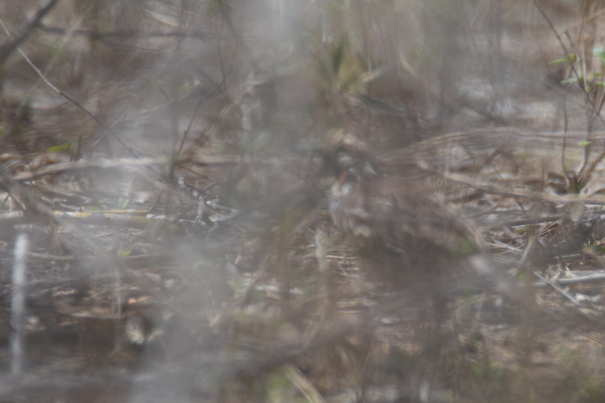 Crested Bobwhite (Crested) - ML618606796