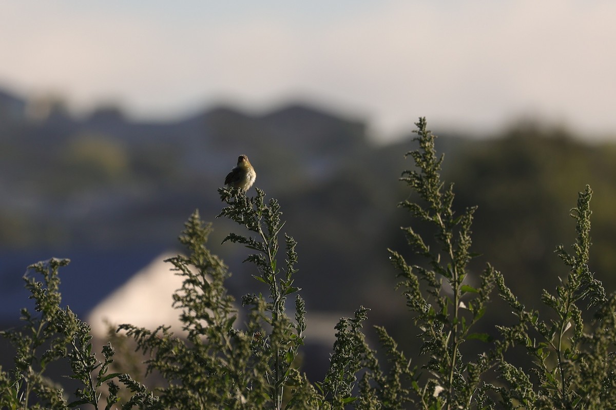 Golden-headed Cisticola - Kylie-Anne Cramsie