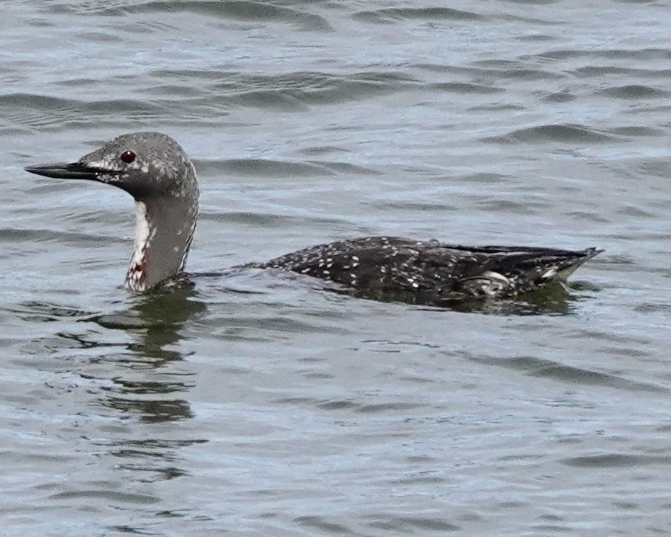 Red-throated Loon - Wally Taylor