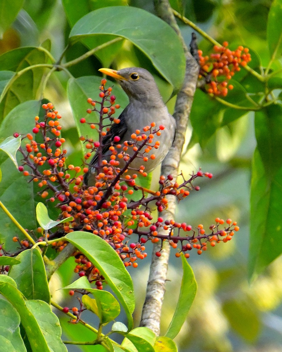 Tickell's Thrush - Rajesh Gopalan