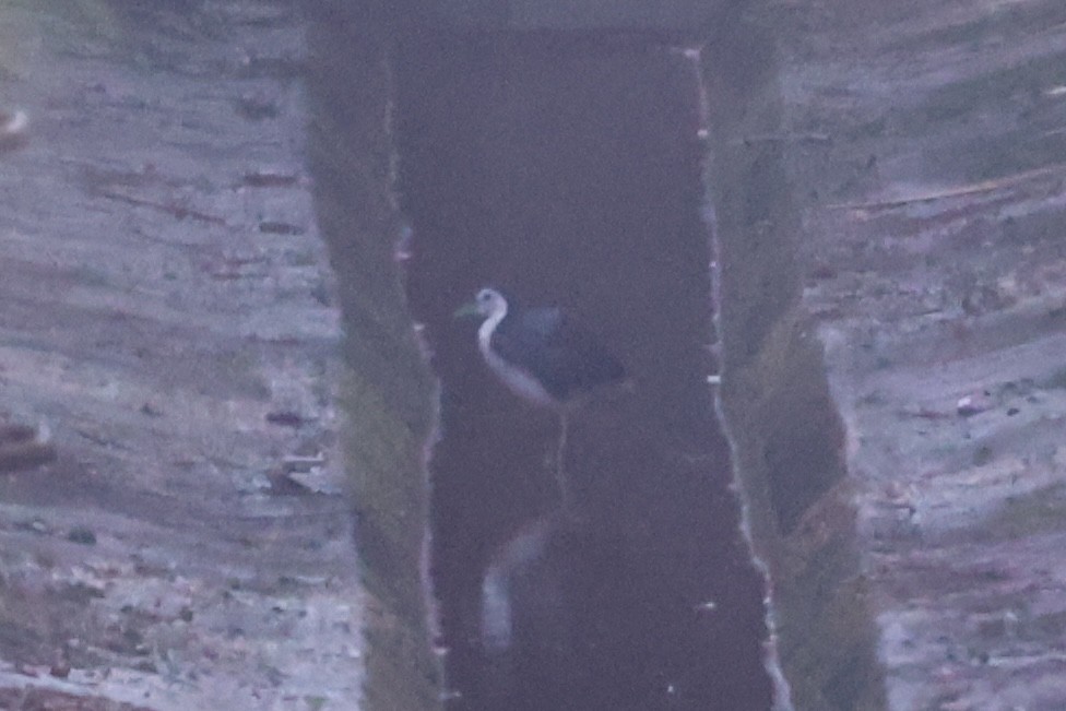 White-breasted Waterhen - Andrew William