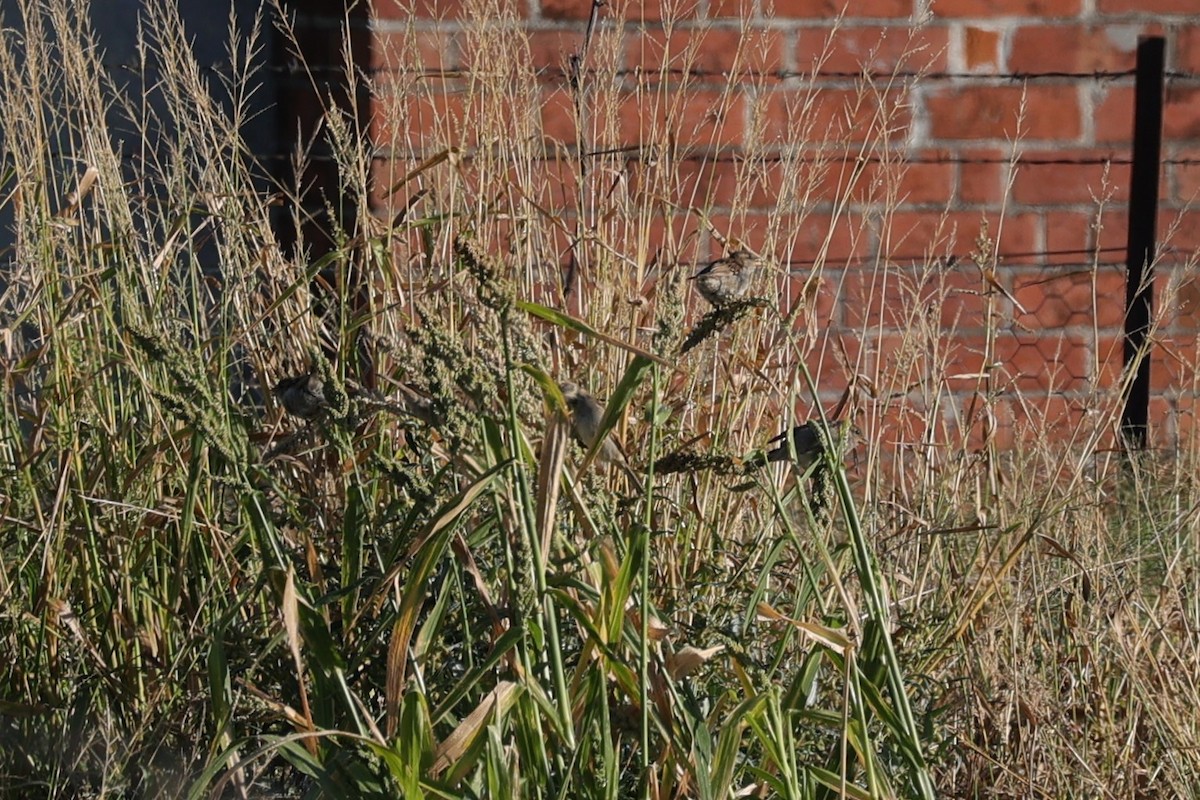 House Sparrow - ML618606864