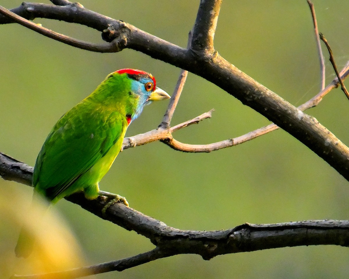 Blue-throated Barbet - ML618606905