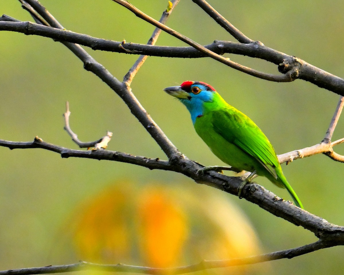 Mavi Boğazlı Barbet - ML618606906