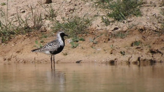 Black-bellied Plover - ML618606907