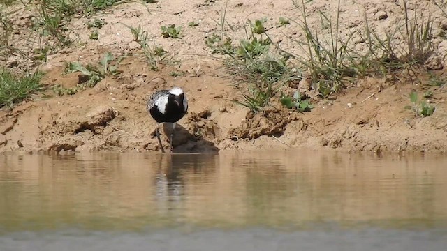 Black-bellied Plover - ML618606908