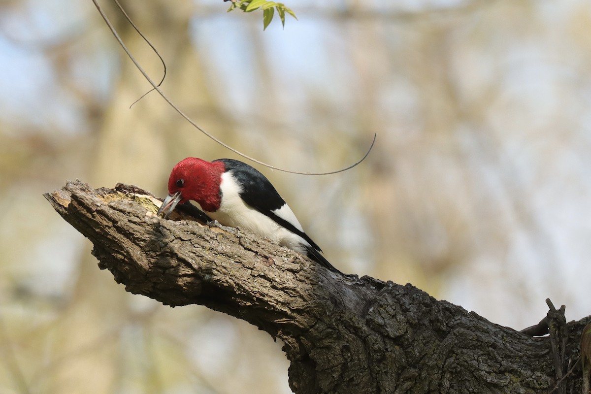 Red-headed Woodpecker - Fred Grenier