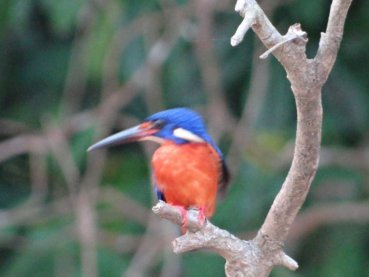 Blue-eared Kingfisher - Miguel Angel Benedicto