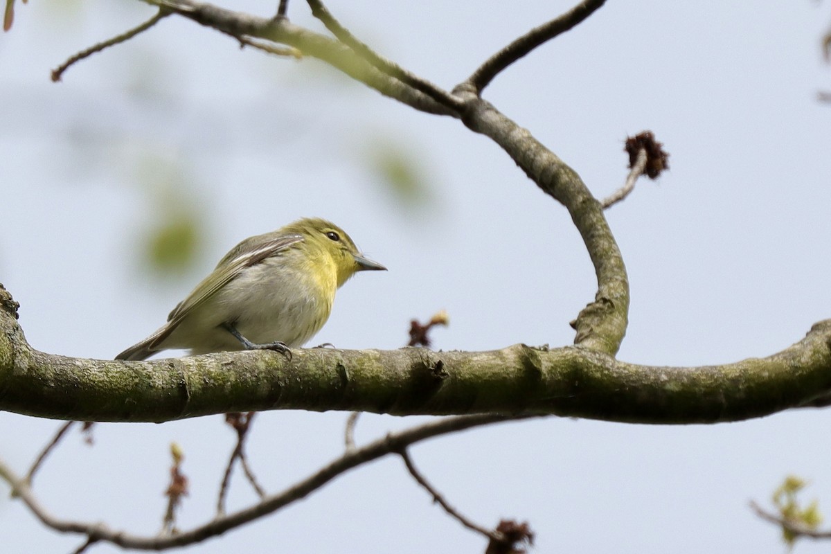 Viréo à gorge jaune - ML618606953