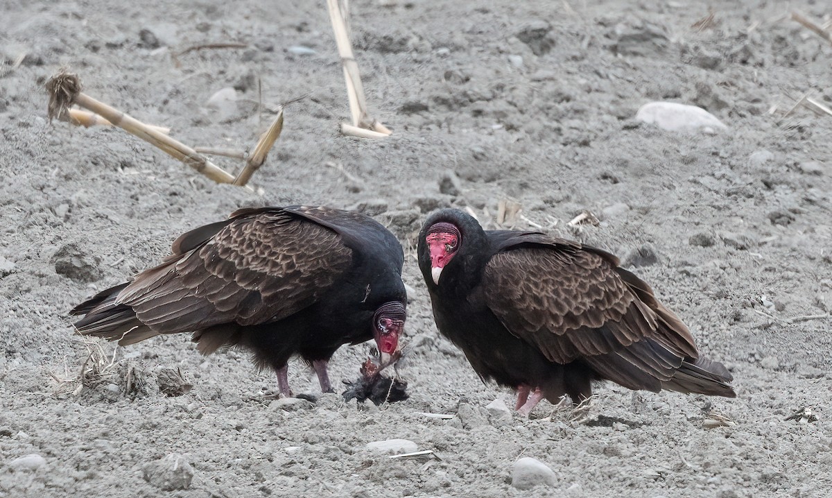 Turkey Vulture - ML618606987