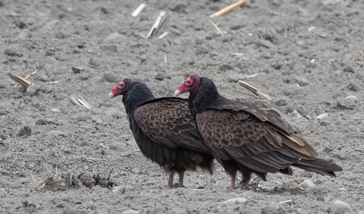Turkey Vulture - ML618606990