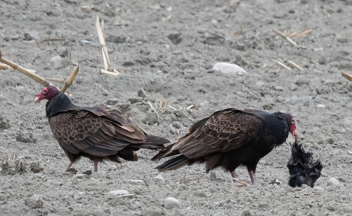 Turkey Vulture - ML618606992