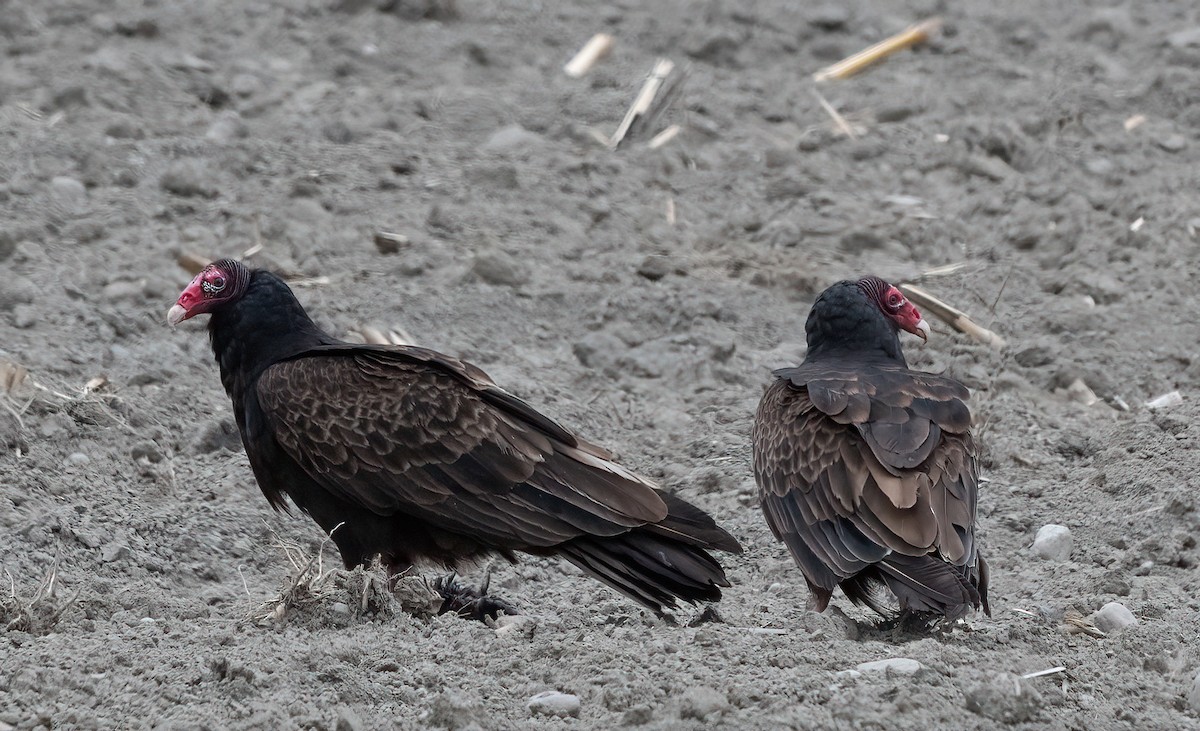 Turkey Vulture - ML618606993