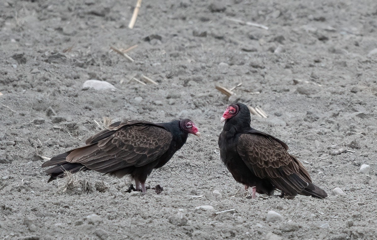 Turkey Vulture - ML618606994