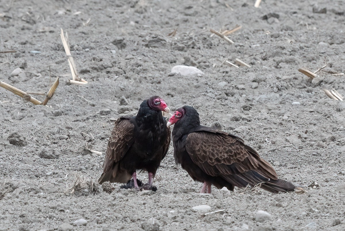 Turkey Vulture - ML618606995