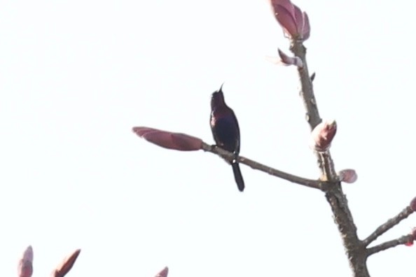 Copper-throated Sunbird - ML618607007