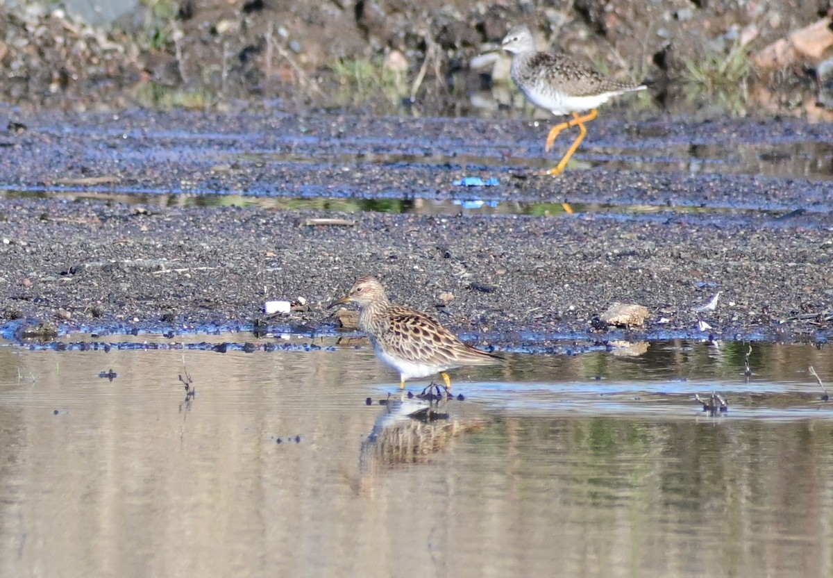 Pectoral Sandpiper - ML618607015