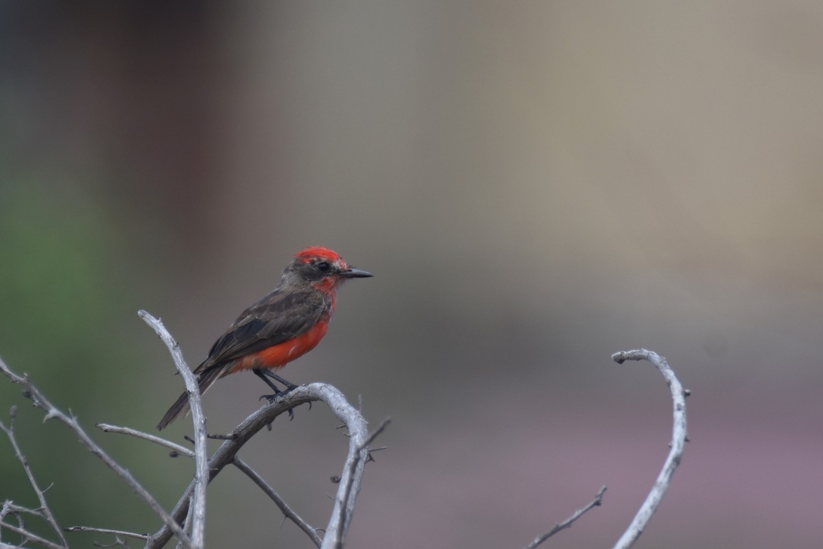 Vermilion Flycatcher (saturatus) - Luke Berg