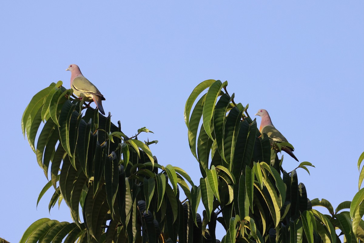 Pink-necked Green-Pigeon - ML618607055