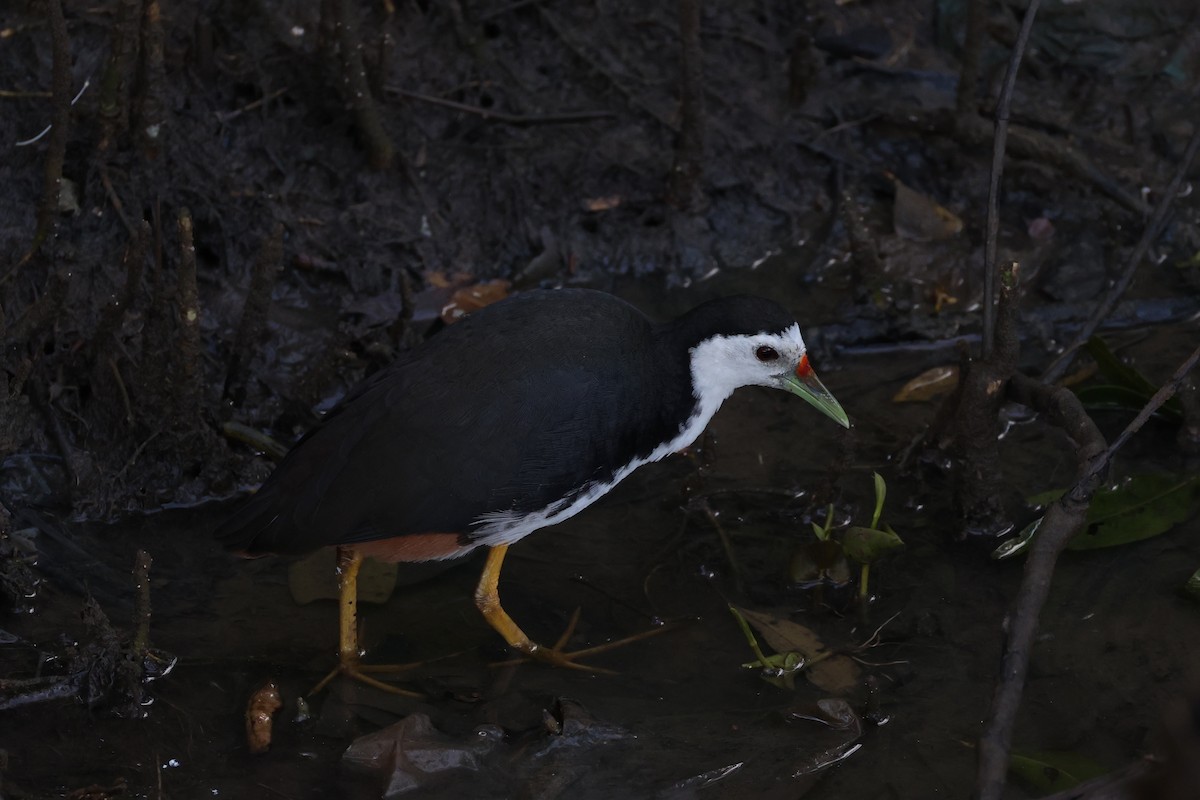 White-breasted Waterhen - Andrew William