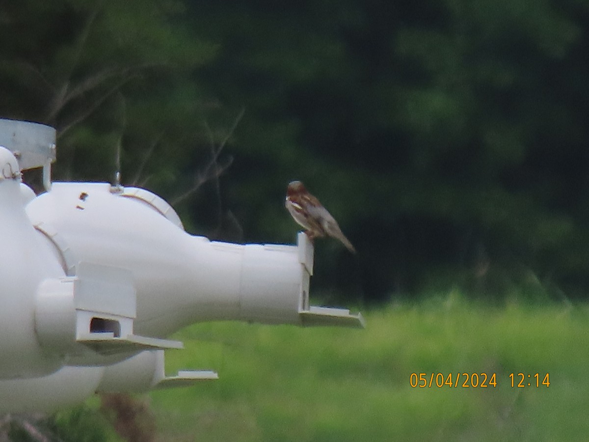 House Sparrow - Leon Book