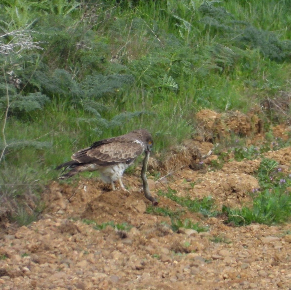 Short-toed Snake-Eagle - Roberto Calleja Sanz