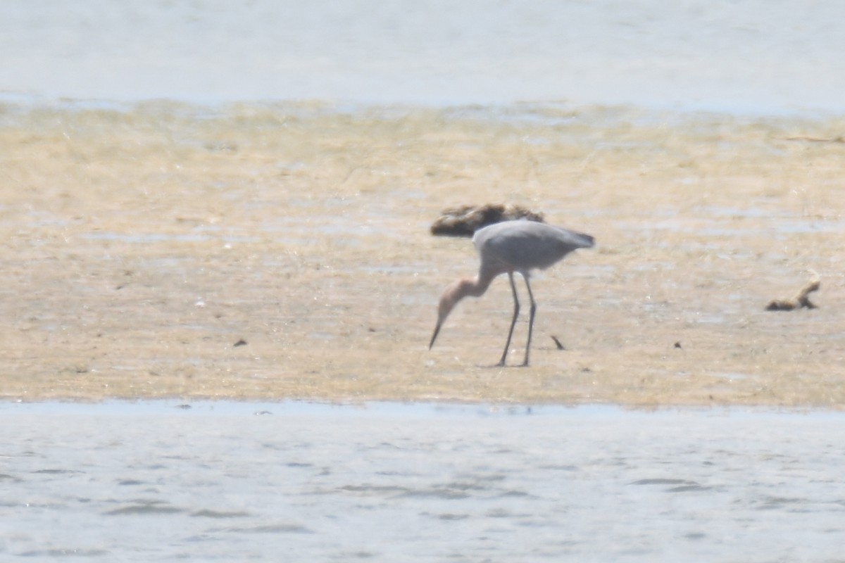 Reddish Egret - ML618607099