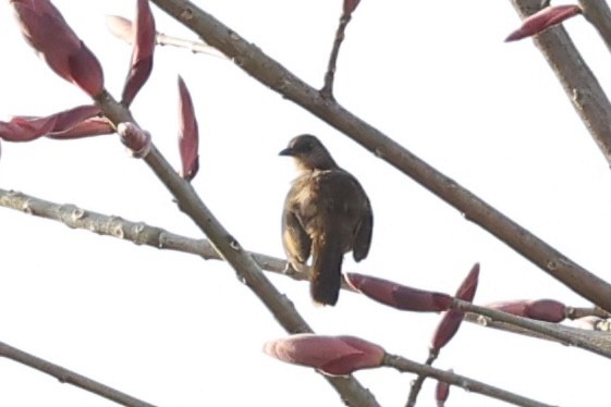 Olive-winged Bulbul - ML618607164