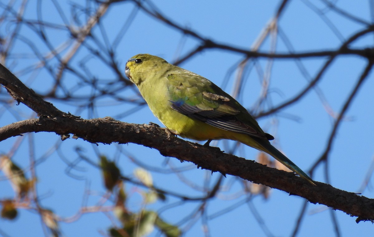 Elegant Parrot - Rose Ferrell