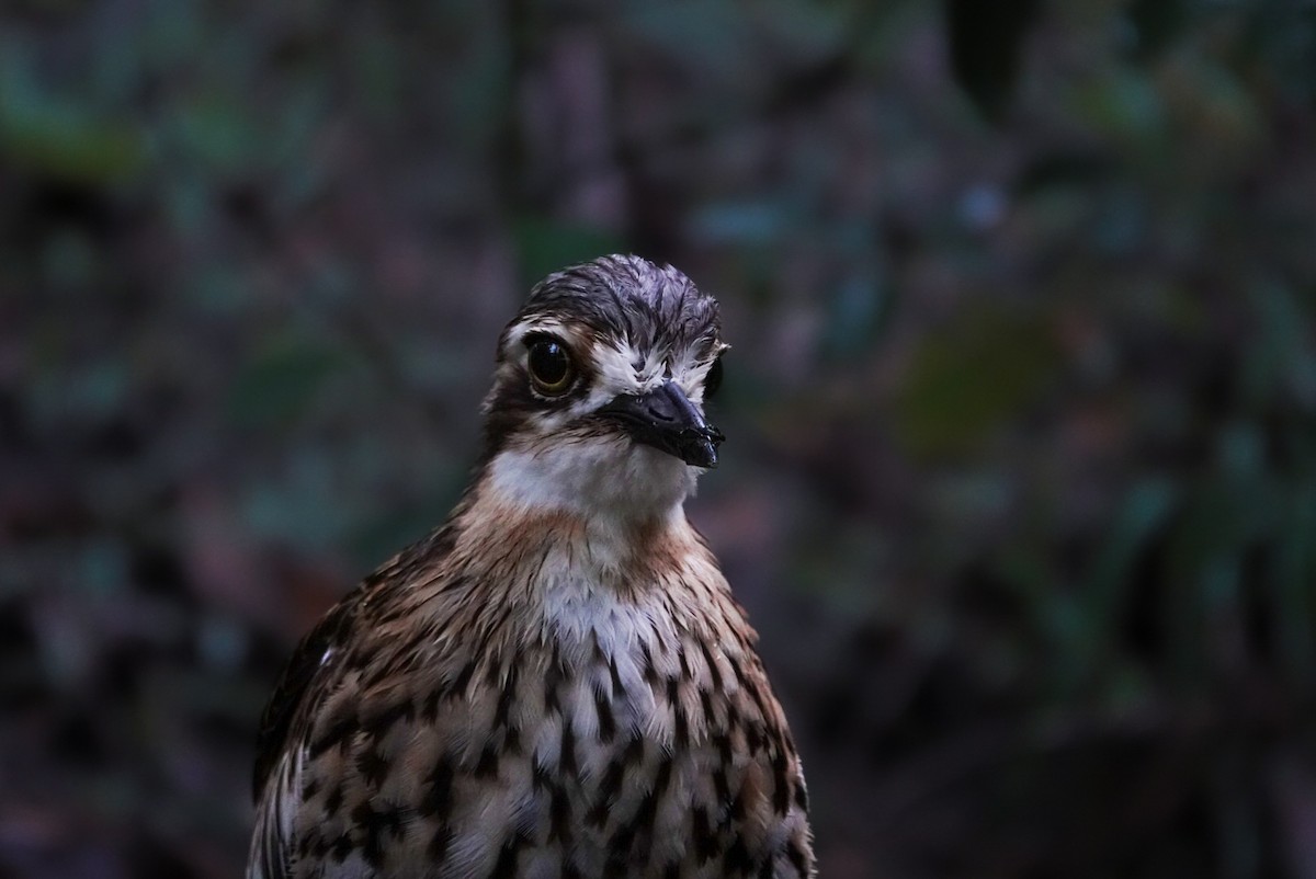 Bush Thick-knee - ML618607198