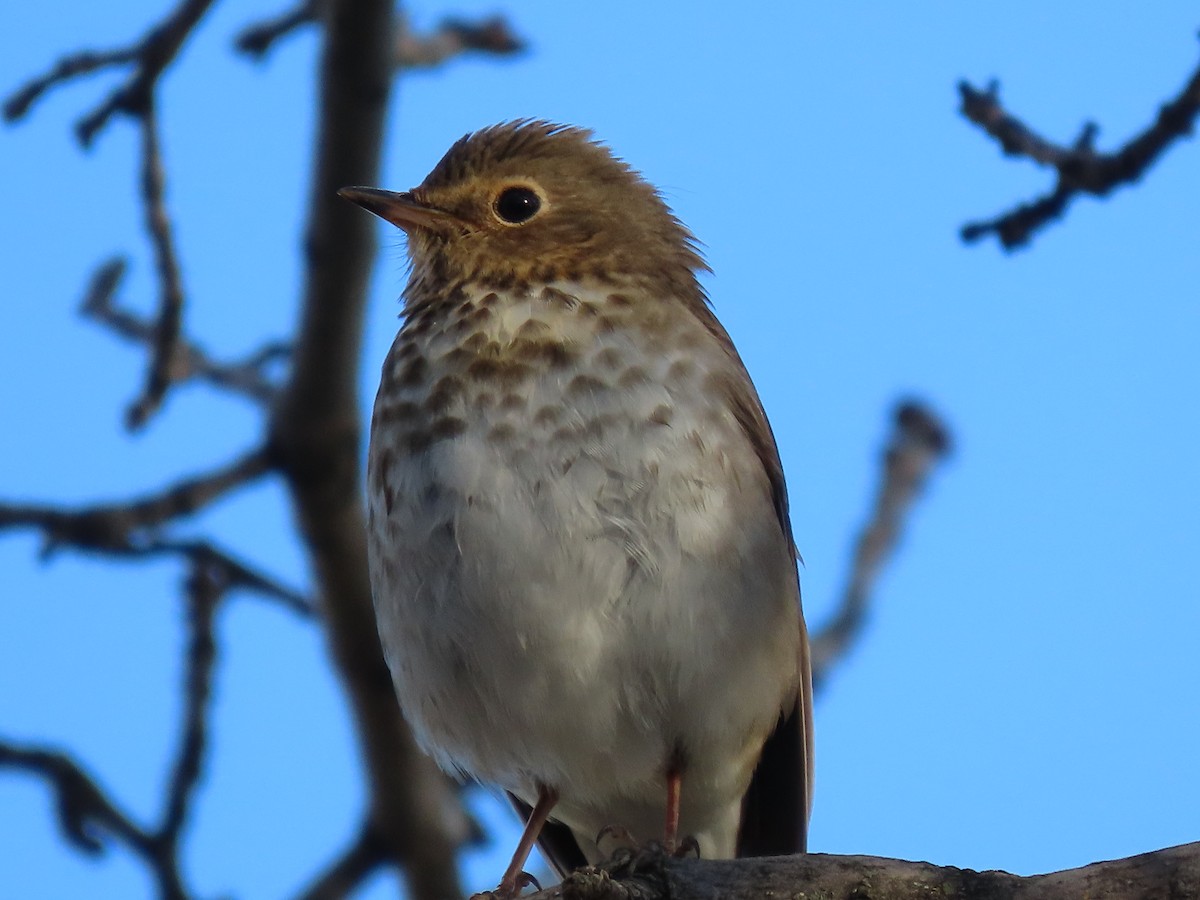 Swainson's Thrush - ML618607239