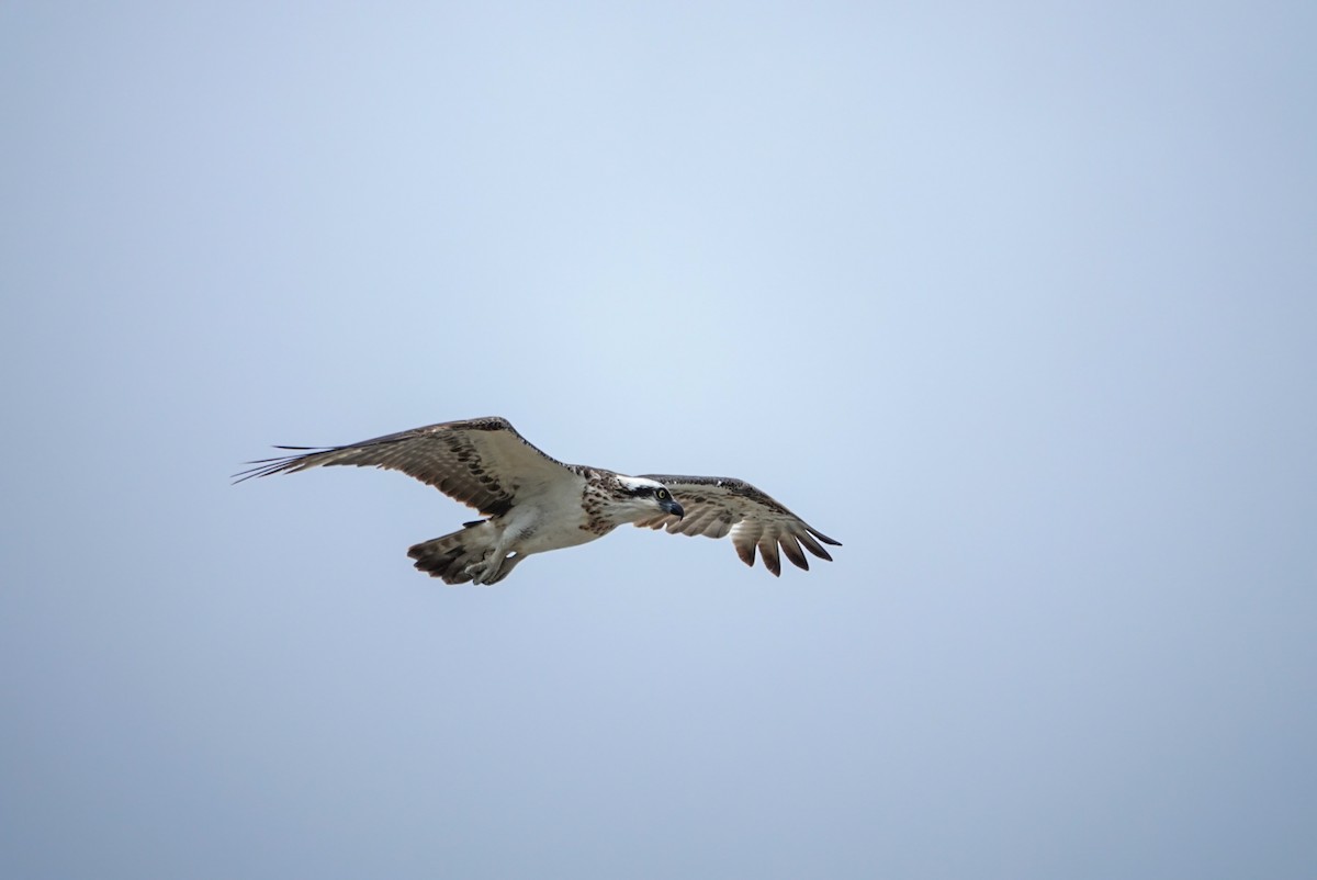 Águila Pescadora - ML618607243