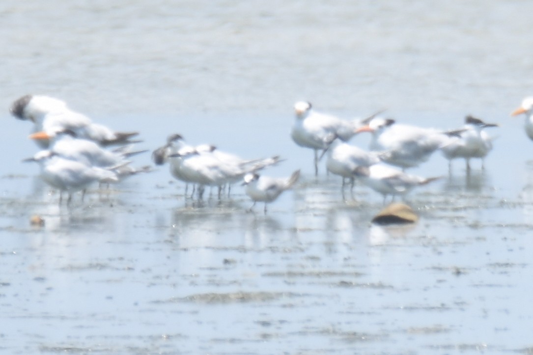 Common Tern (hirundo/tibetana) - Luke Berg