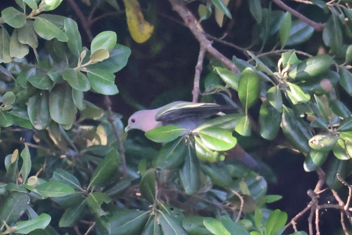 Pink-necked Green-Pigeon - ML618607248