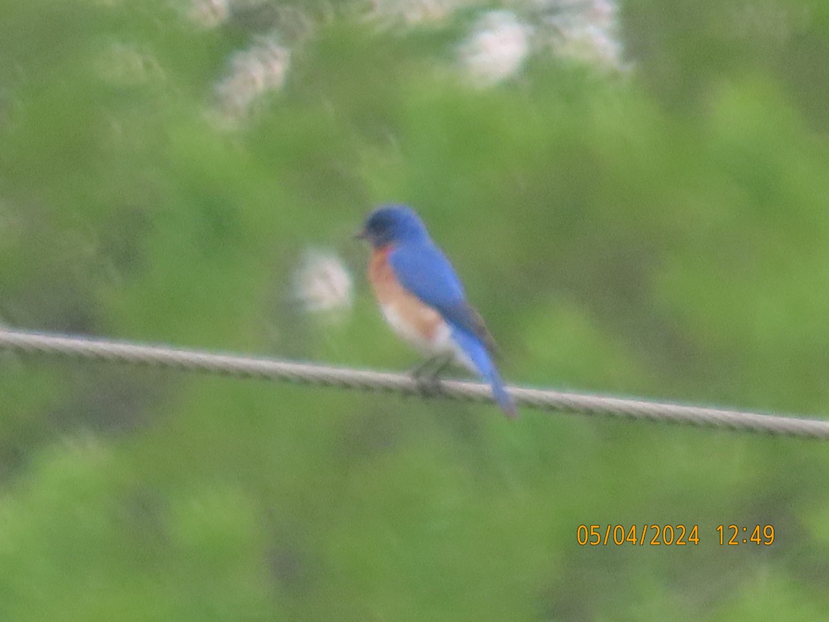 Eastern Bluebird - Leon Book