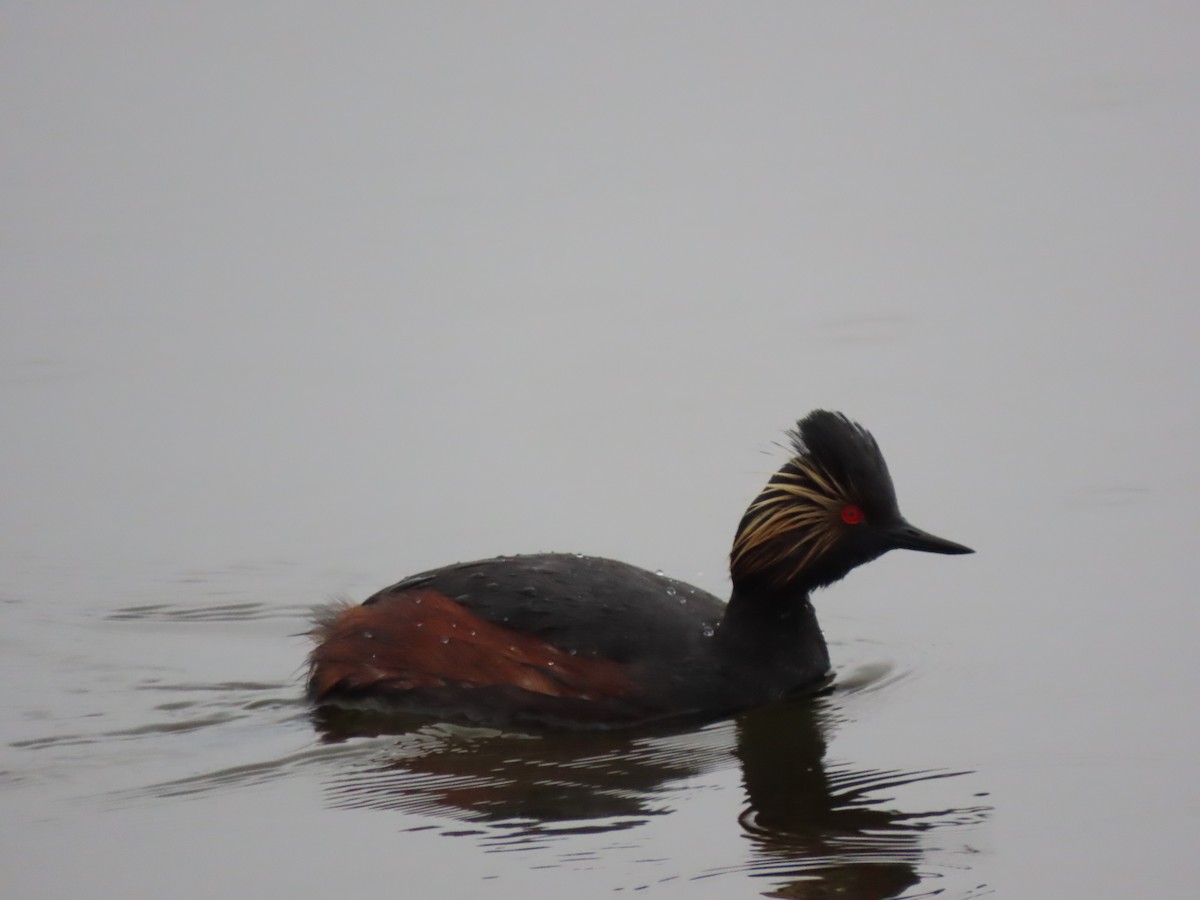 Eared Grebe - ML618607291