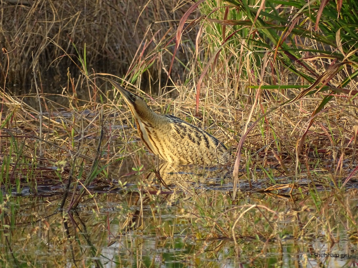 Great Bittern - Shubham Giri