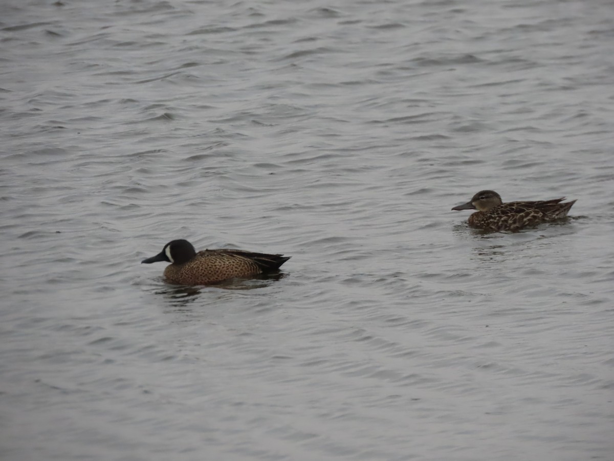 Blue-winged Teal - Kerry Hjertaas