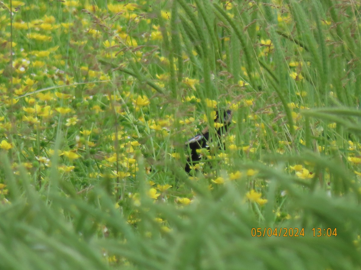 bobolink americký - ML618607322