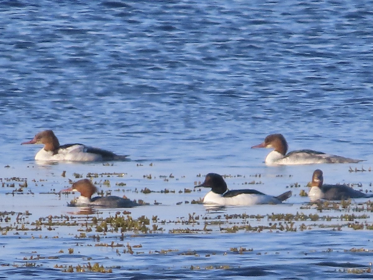 Common Merganser - ML618607334