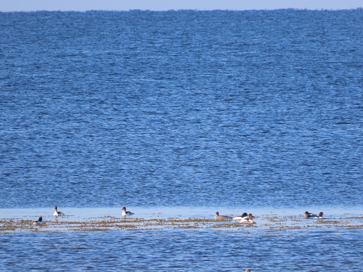 Common Merganser - ML618607337